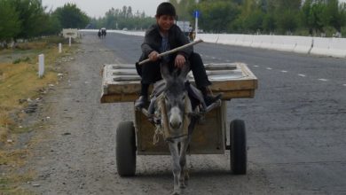 Ослик на дороге в Узбекистане